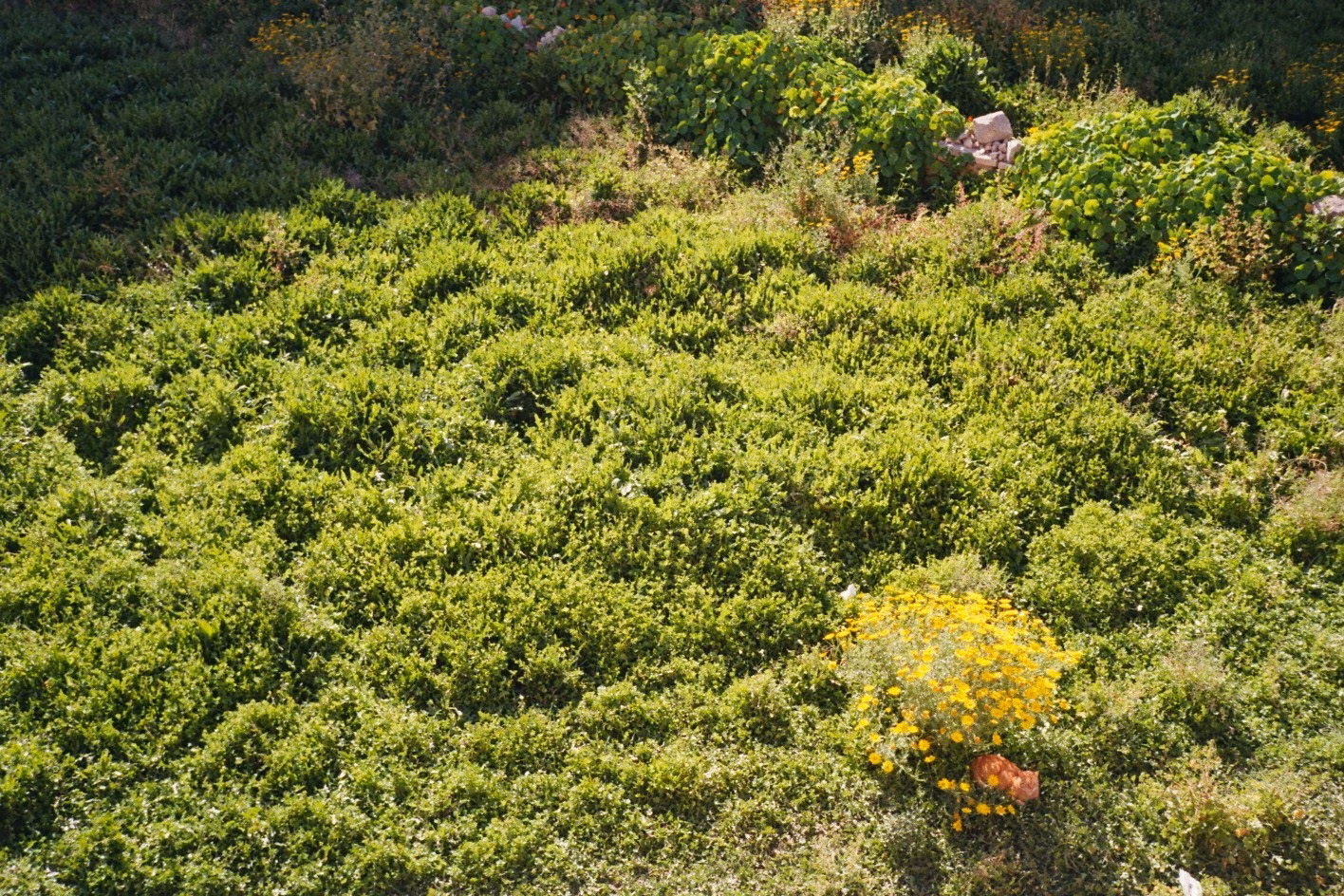 Grüne Wildblumenwiese mit einem gelben Blütenbusch und einer kleinen, orangefarbenen Katze.